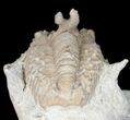 Bumpy Hoplolichoides Trilobite From Russia #11994-5